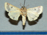 Heliothis nubigera